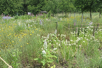 tl_files/garten/gaerten 2026/bes Tipp korr 434 pix.jpg